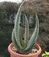 Aloe gariepensis ̎ʐ^