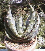 Aloe marlothii ̎ʐ^