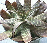 Aloe saponaria ̎ʐ^