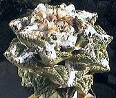 Roseocactus fissuratus var. hintonii ̎ʐ^