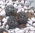 Conophytum wittebergense ̎ʐ^