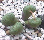 Conophytum pictum ̎ʐ^