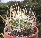 Echinofossulocactus lloydii ̎ʐ^