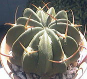 Echinofossulocactus coptonogonus ̎ʐ^