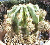 Echinopsis eyriesii f.variegata ̎ʐ^