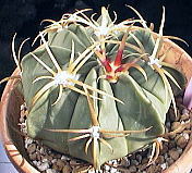 Ferocactus macrodiscus ̎ʐ^