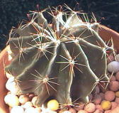Hamatocactus hamatacanthus ̎ʐ^