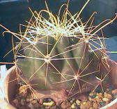 Hamatocactus setispinus ̎ʐ^