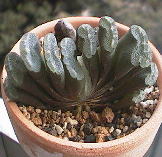 Haworthia truncata ̎ʐ^