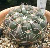 Notocactus ubelmannianus ̎ʐ^