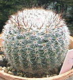Notocactus scopa ̎ʐ^