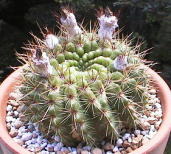Notocactus herteri ̎ʐ^