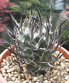 Turbinicarpus schmiedickeanus ̎ʐ^