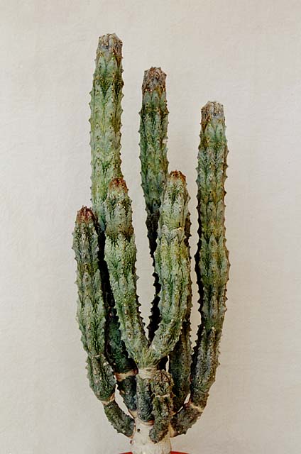Euphorbia abdelkuri ̎ʐ^