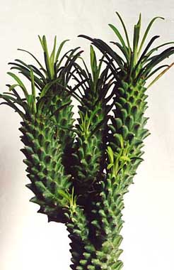 Euphorbia clandestina ̎ʐ^