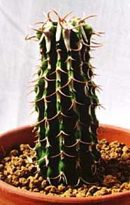 Euphorbia columnaris ̎ʐ^