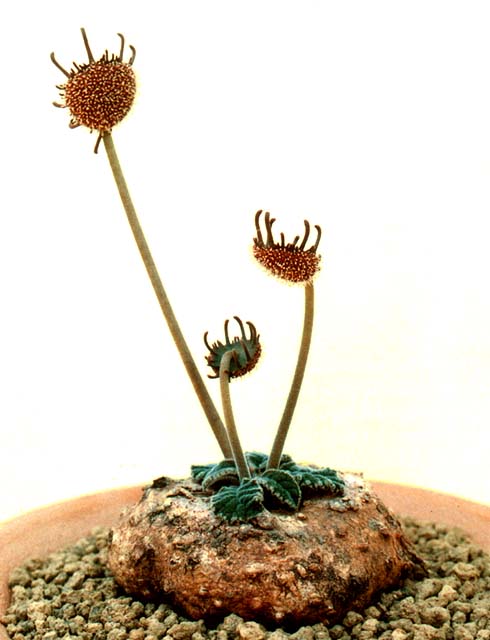 Dorstenia ellenbeckiana ̎ʐ^