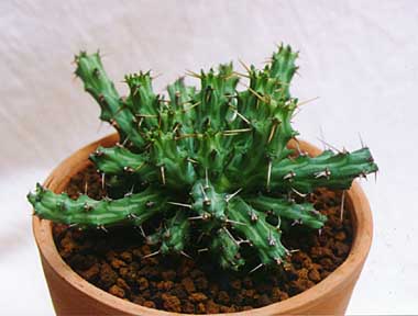 Euphorbia actinoclada ̎ʐ^