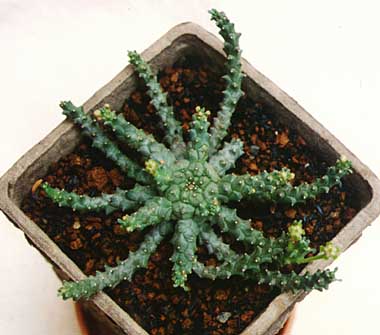 Euphorbia albipollinifera ̎ʐ^