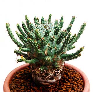 Euphorbia arida ̎ʐ^