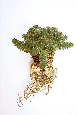 Euphorbia atroviridis ̎ʐ^