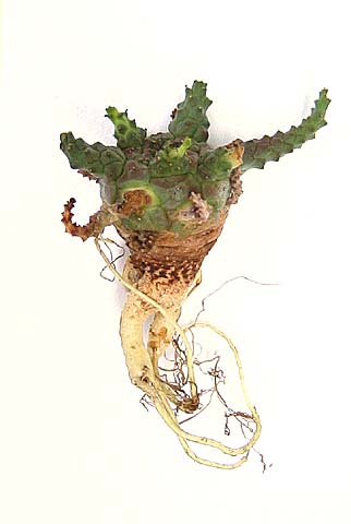 ユーフォルビア ブレビラマ(Euphorbia brevirama)写真 多肉植物