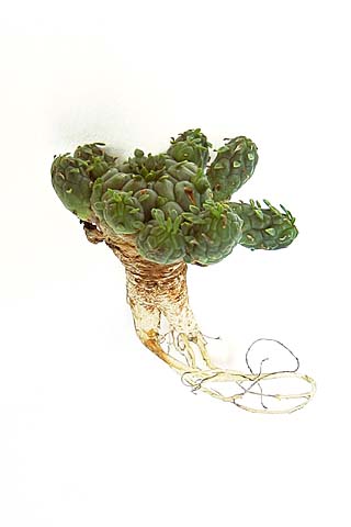 Euphorbia clavarioides var. truncata ̎ʐ^