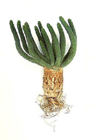 Euphorbia colliculina ̎ʐ^