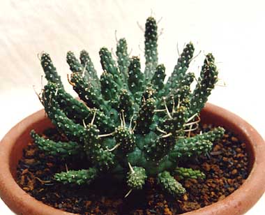 Euphorbia crassipes ̎ʐ^