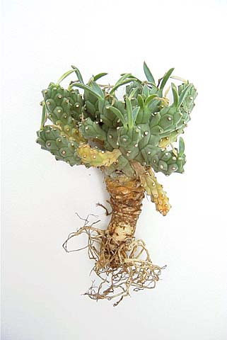 Euphorbia davyi ̎ʐ^