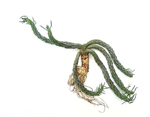 Euphorbia duseimata ̎ʐ^