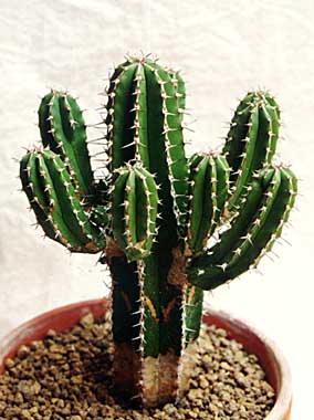Euphorbia echinus ̎ʐ^
