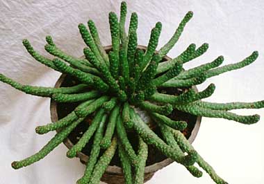 Euphorbia esculanta ̎ʐ^