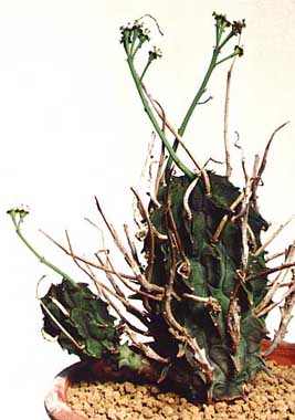 Euphorbia fasciculata ̎ʐ^