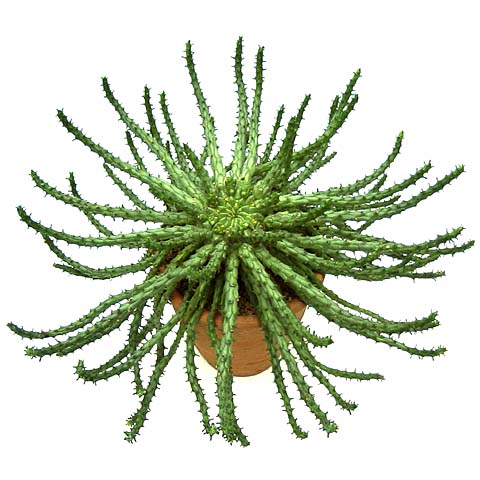 Euphorbia flanaganii ̎ʐ^