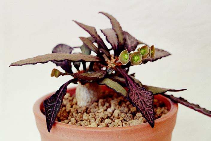 Euphorbia francoisii ̎ʐ^