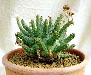 ユーフォルビア フスカ/蛮蛇頭/蛮竜角(Euphorbia fusca)写真 多肉植物