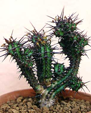 Euphorbia golisana ̎ʐ^