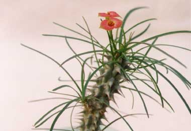 Euphorbia gottlebei ̎ʐ^