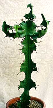 Euphorbia grandicornis ̎ʐ^