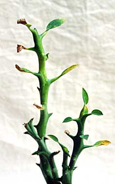Euphorbia hamata ̎ʐ^