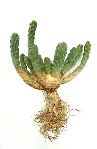 Euphorbia inermis ̎ʐ^