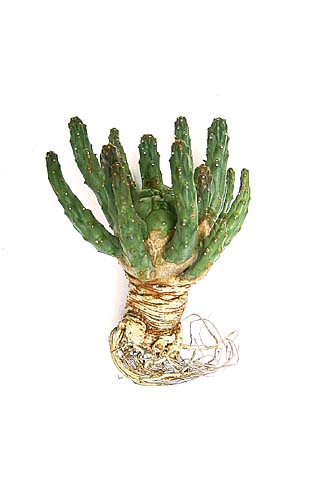 Euphorbia inornata �̎ʐ^