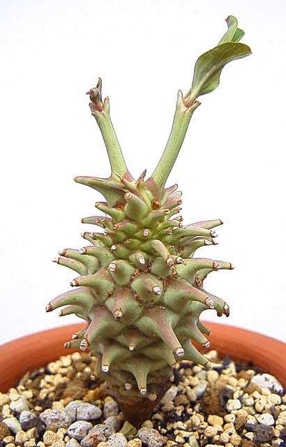 Euphorbia longetuberculosa ̎ʐ^