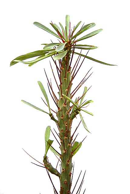 Euphorbia loricata ̎ʐ^