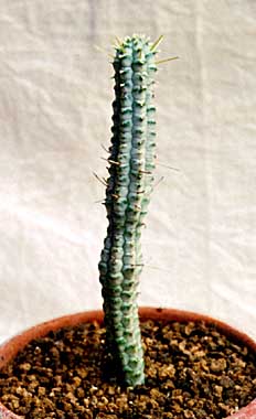 Euphorbia mammillaris cv.'Variegata' ̎ʐ^