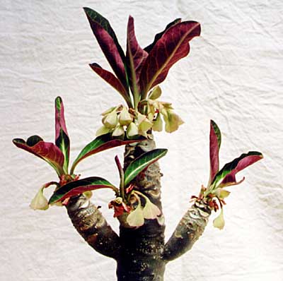 Euphorbia millotii ̎ʐ^