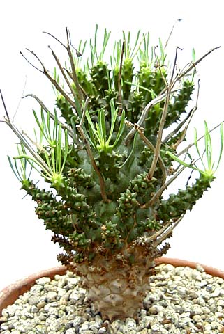 Euphorbia multiceps ̎ʐ^