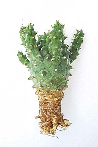 Euphorbia namibensis ̎ʐ^