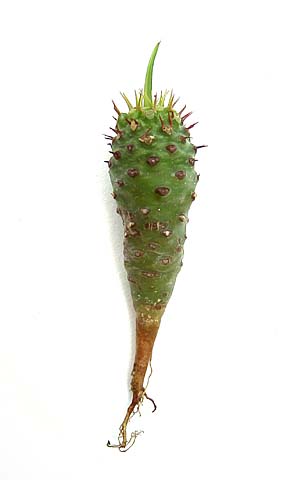 Euphorbia pachypodioides ̎ʐ^